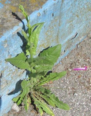 Crepis pulchra - 