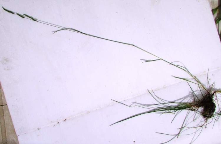 Festuca rubra L. subsp. rubra