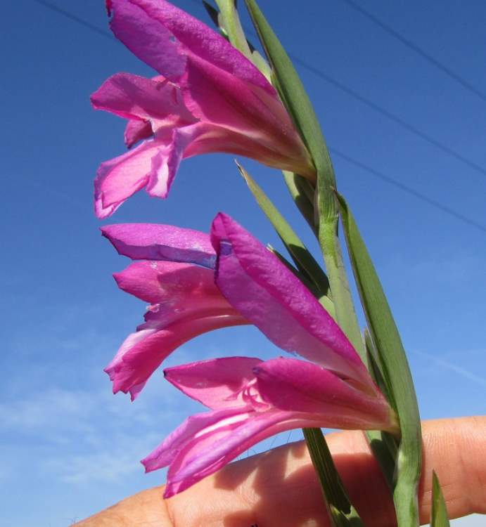 Gladiolus communis L. subsp. communis