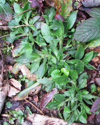 Silene dioica