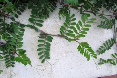 Vicia sativa L. subsp. sativa 