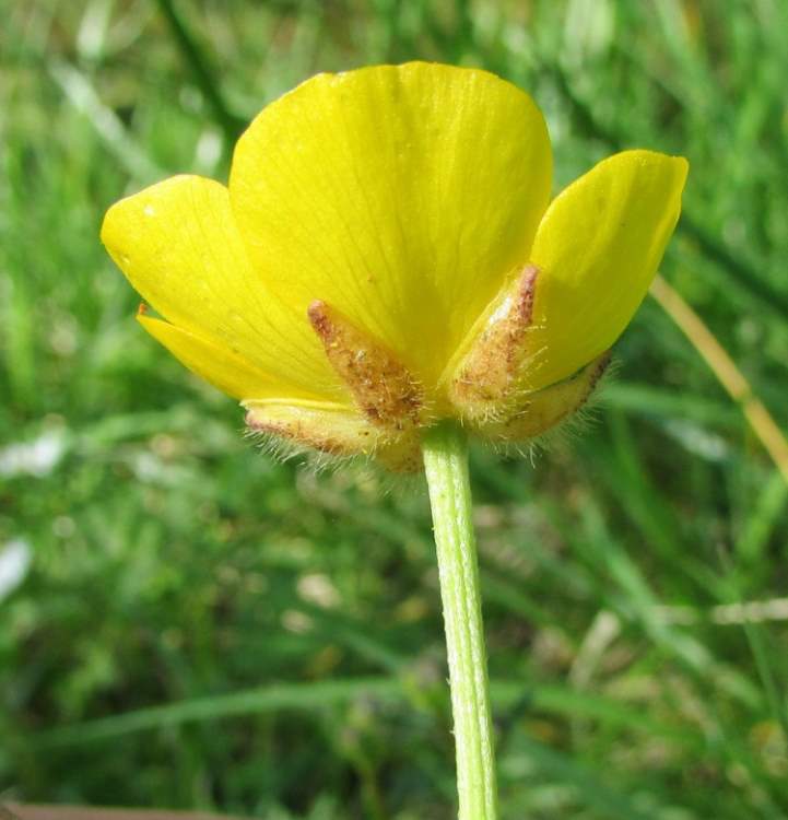 Ranunculus serpens Schrank