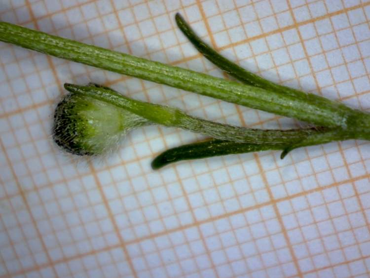 Ranunculus serpens Schrank