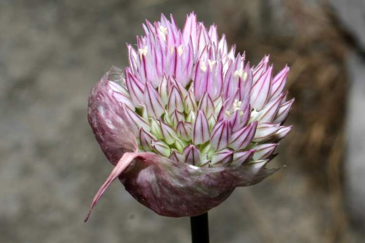 Allium acutiflorum Loisel.