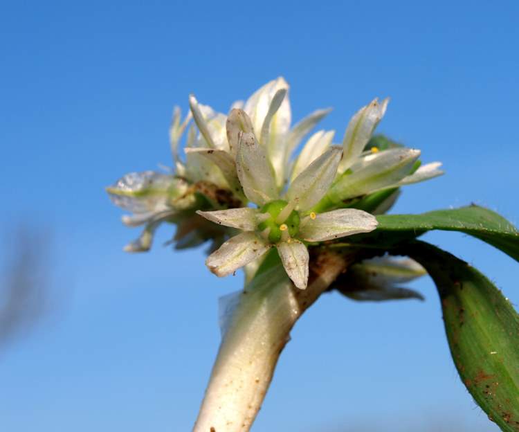 Allium chamaemoly Viv. subsp. chamaemoly