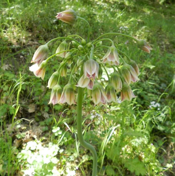 Allium siculum Ucria