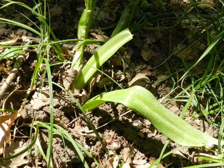 Allium siculum Ucria