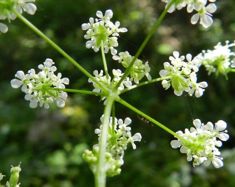 Anthriscus nemorosa (Bieb.) Spreng.