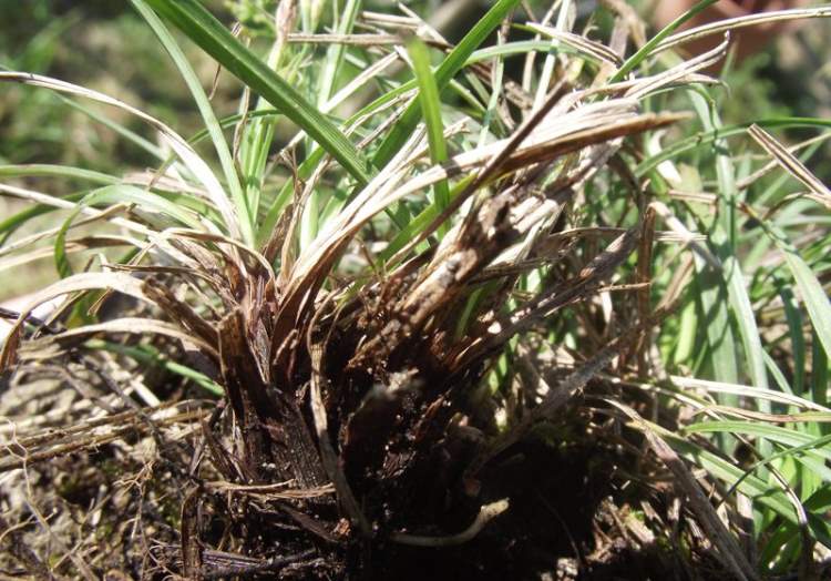 Carex hallerana Asso