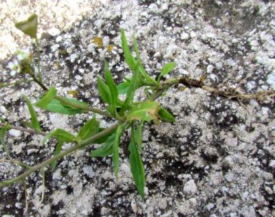 Capsella bursa-pastoris (L.) Medik. 