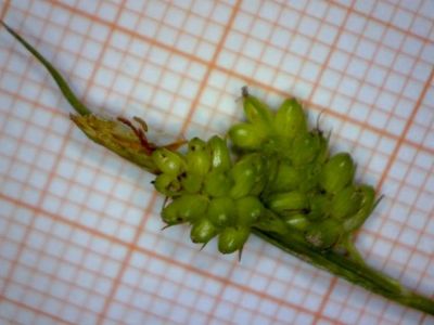 Carex pallescens - a