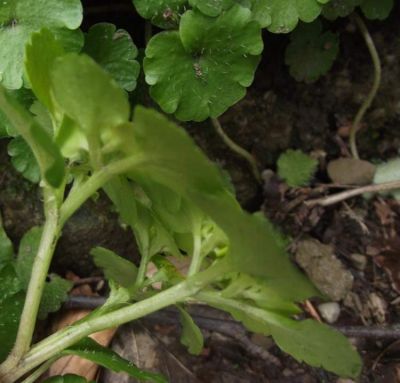 Chrysosplenium alternifolium L. 