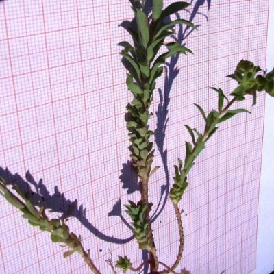 Euphorbia falcata L.