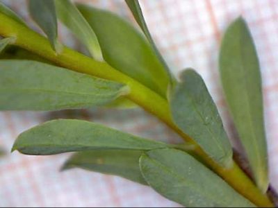Euphorbia falcata L. 