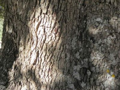 Quercus ilex L. 