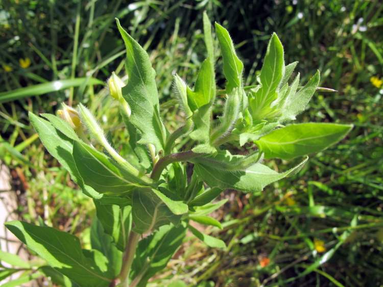 Oenothera parviflora