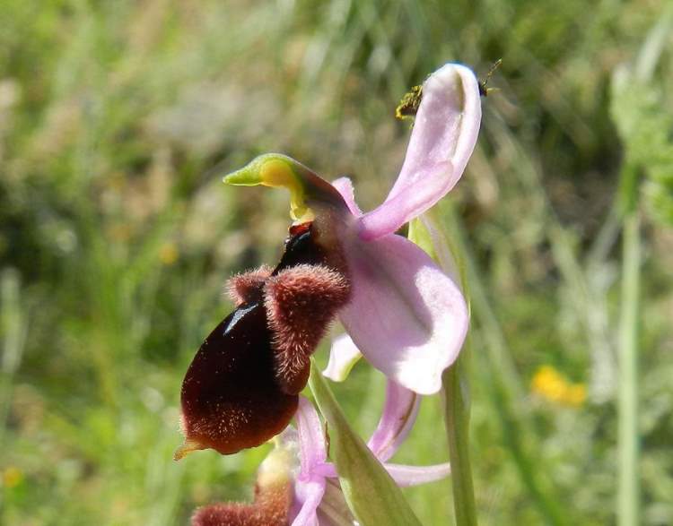 Ophrys lunulata Parl.