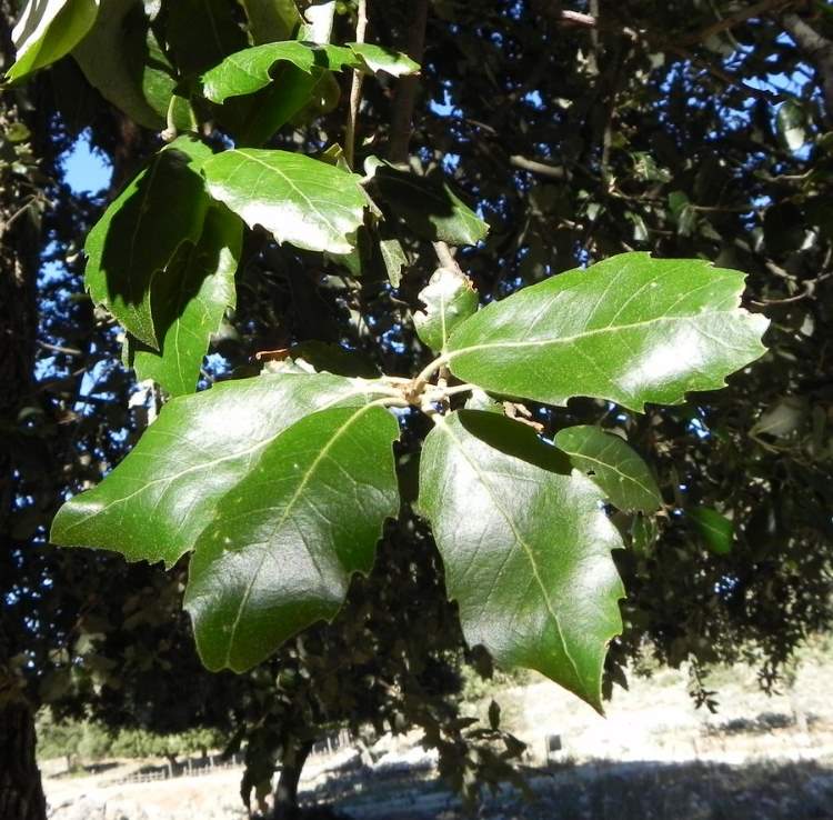 Quercus ilex L. - holly oak
