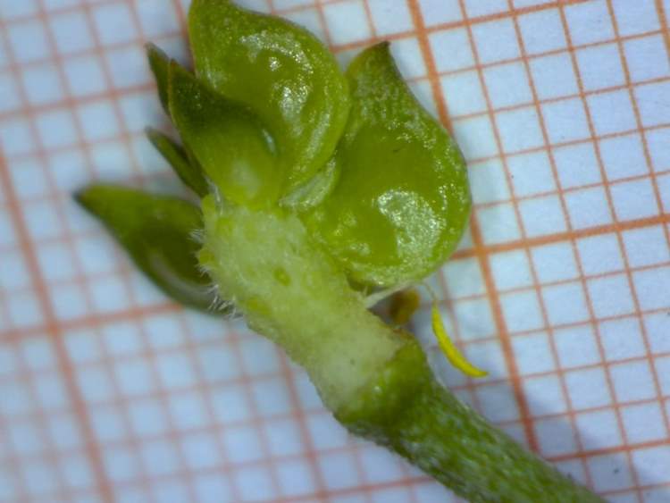 Ranunculus neapolitanus Ten.