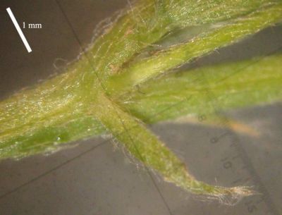 Vicia pubescens (DC.) Link 