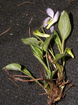 Viola laricicola - 