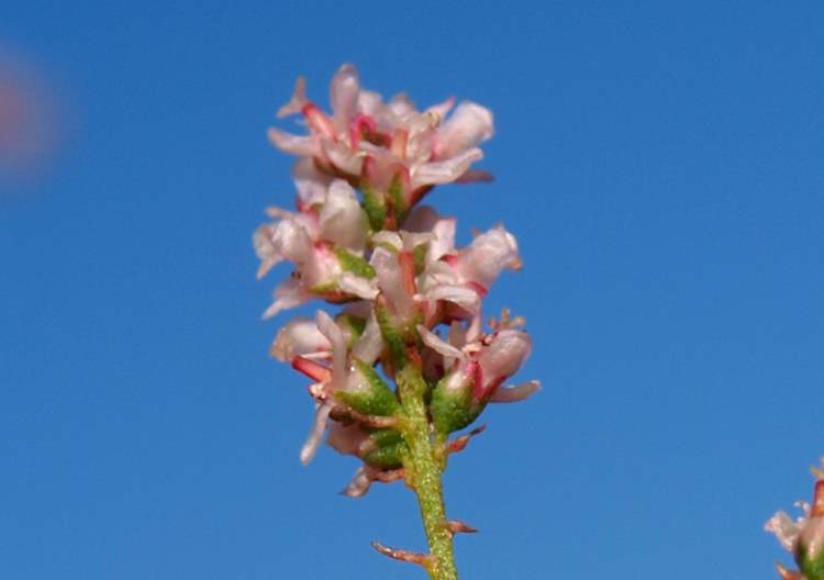 Tamarix parviflora DC.
