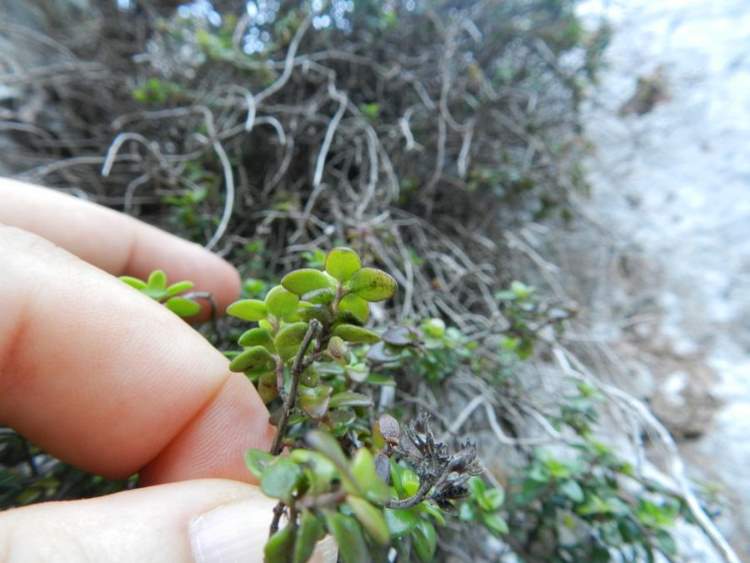 Thymus richardii subsp. nitidus (Guss.) Jalas