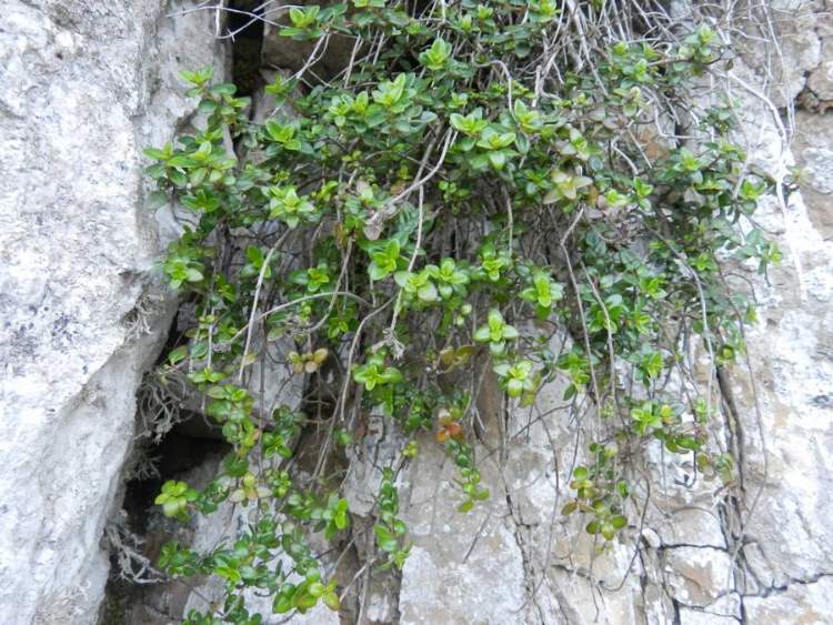 Thymus richardii subsp. nitidus (Guss.) Jalas