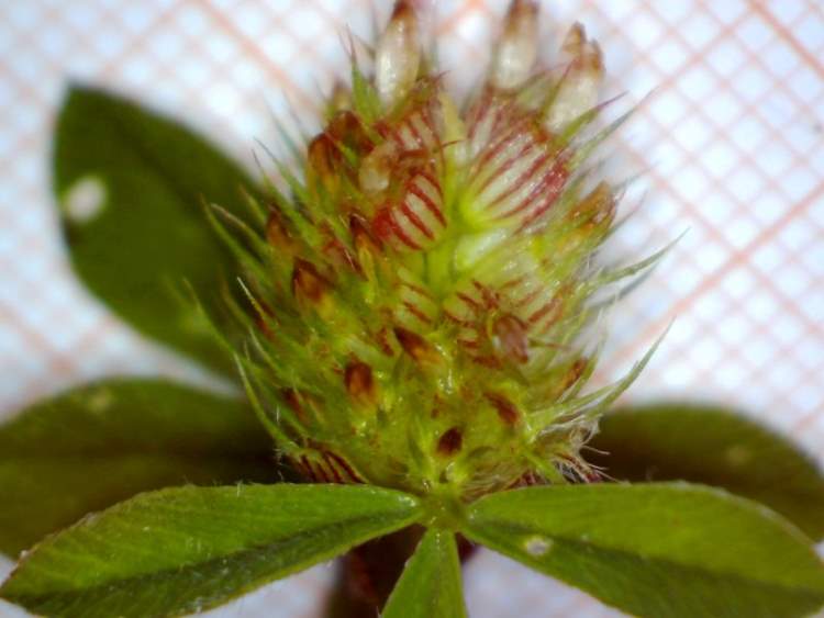 Trifolium striatum L.