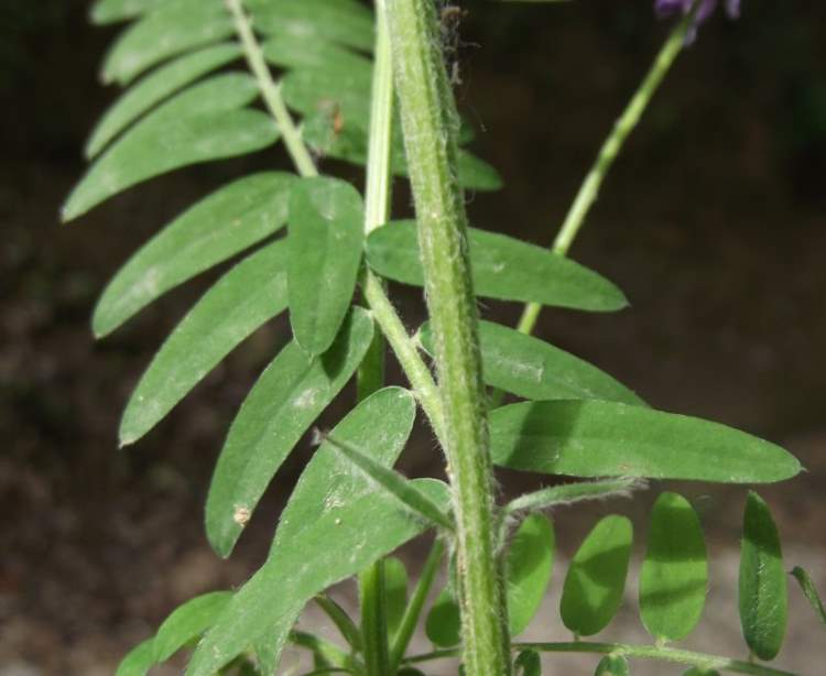 Vicia cracca subsp. incana (Gouan) Rouy