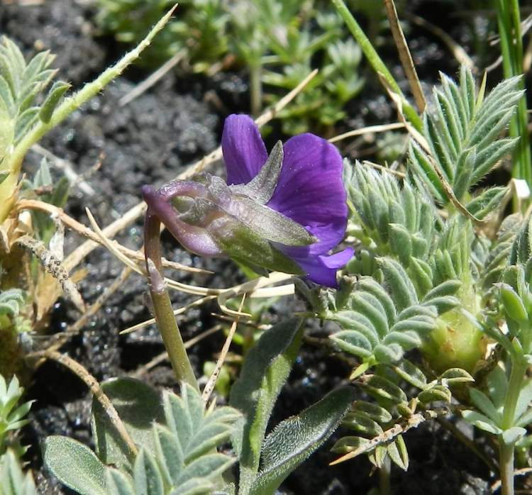 Viola aethnensis (Ging.) Strobl