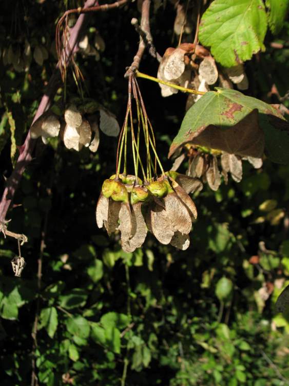 Acer opalus Mill. subsp. obtusatum (Waldst. & Kit. ex Willd.) Gams
