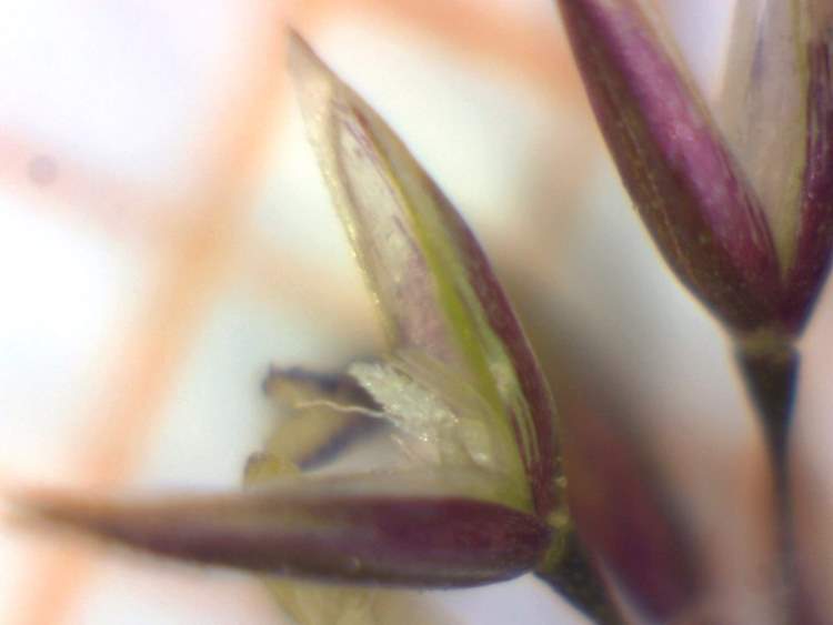 Agrostis capillaris L.