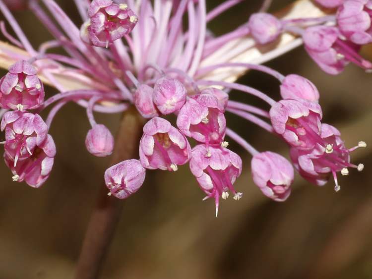 Allium coloratum Spreng.