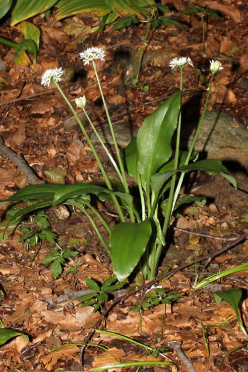 Allium ursinum L. subsp. ursinum
