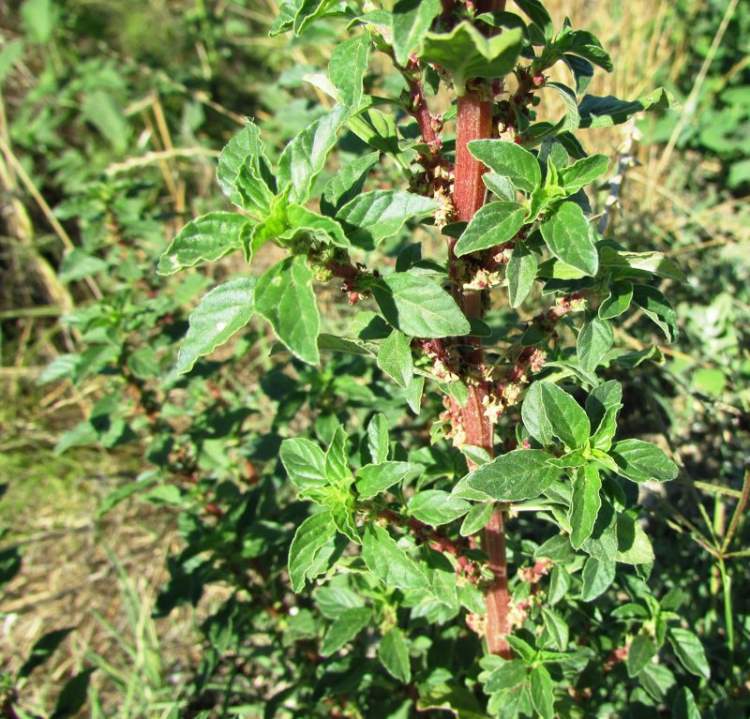 Amaranthus graecizans L.