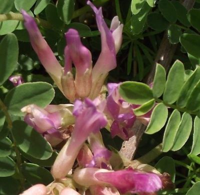 Astragalus monspessulanus L. 