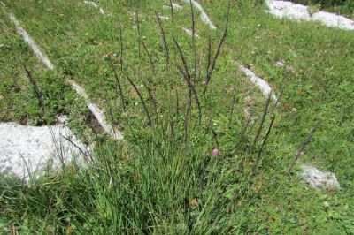 Calamagrostis varia (Schrad.) Host 