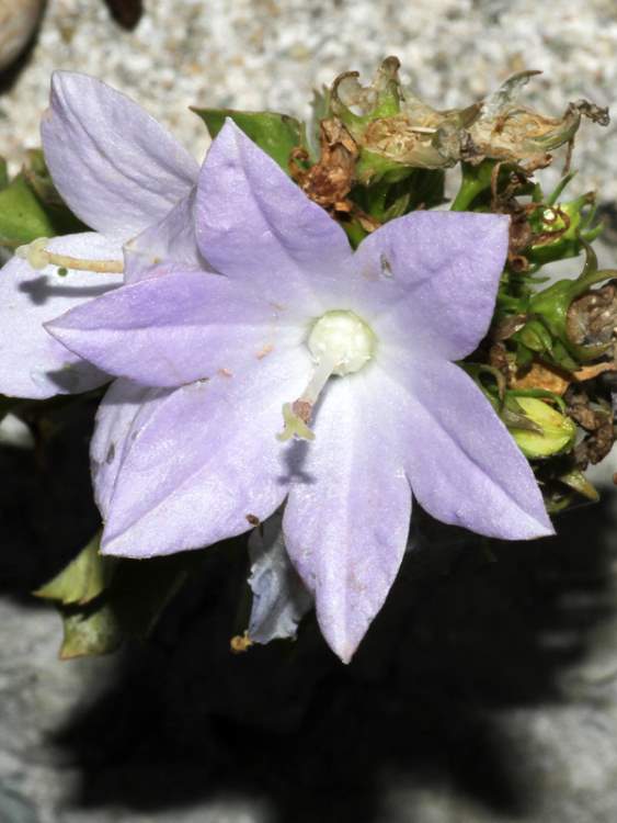 Campanula isophylla Moretti