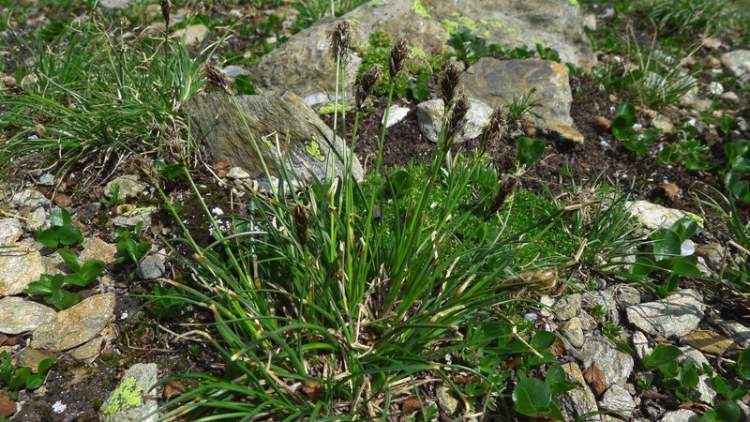 Carex curvula subsp. rosae Gilomen