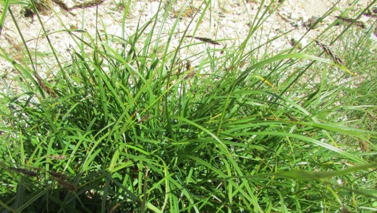 Carex fuliginosa Schkuhr