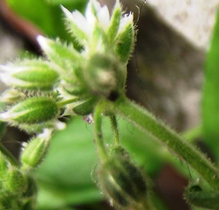 Cerastium pumilum subsp. glutinosum (Fr.) Jalas