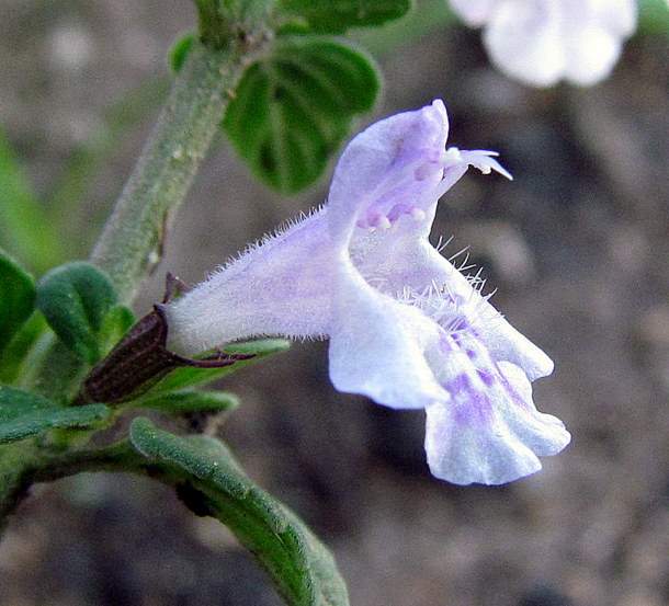 Clinopodium nepeta (L.) Kuntze subsp. nepeta