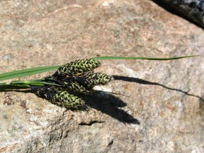 Carex atrata L.
