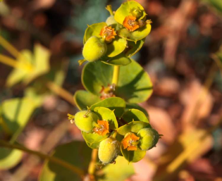 Euphorbia nicaeensis All.