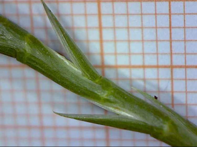 Hainardia cylindrica (Willd.) Greuter