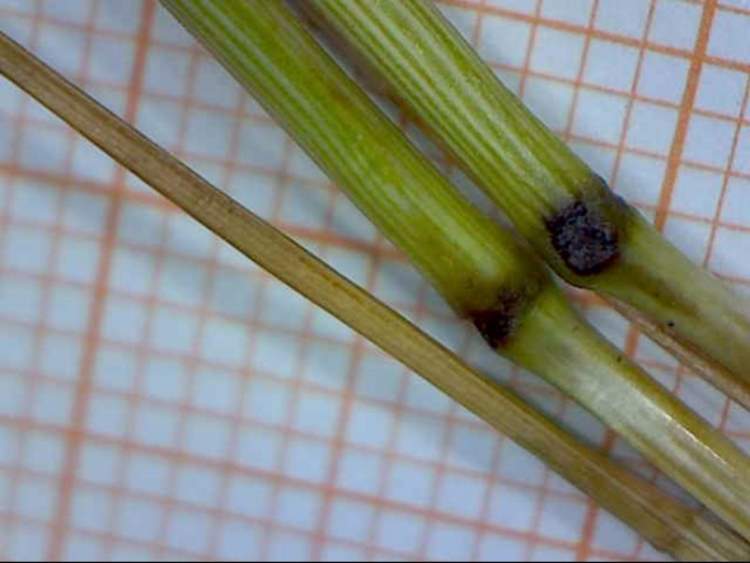 Hainardia cylindrica (Willd.) Greuter