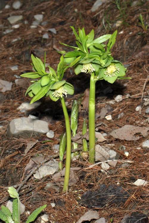 Helleborus viridis L. subsp. viridis