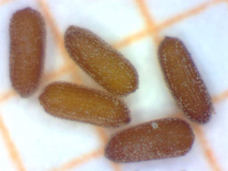 Hypericum hirsutum L.