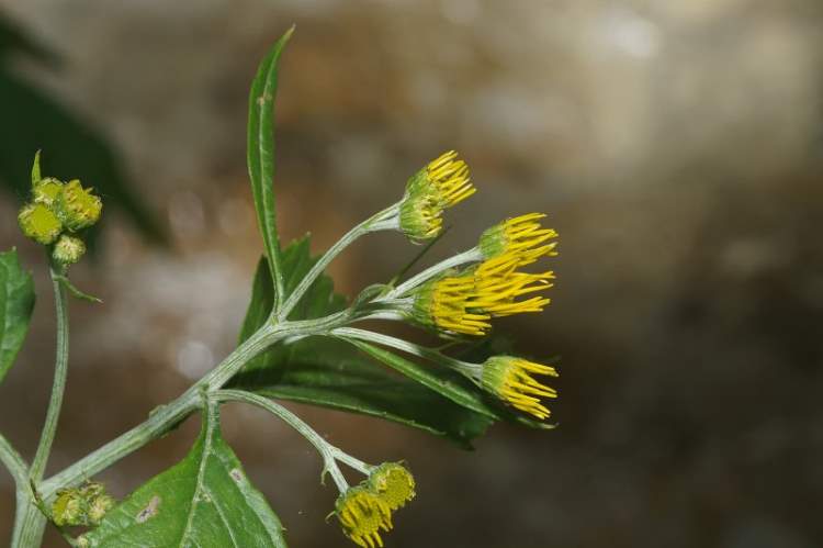 Jacobaea alpina (L.) Moench